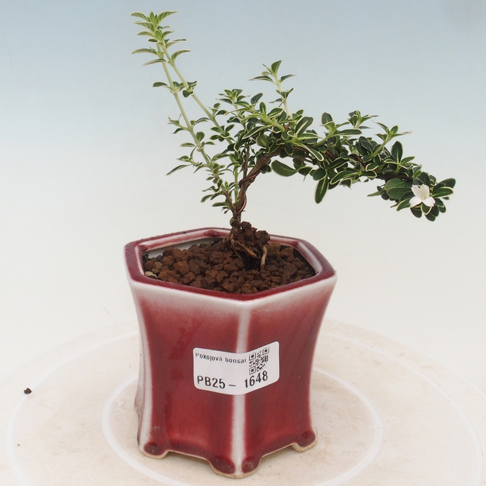 Bonsai do wnętrz - Serissa foetida Variegata - Drzewo tysiąca gwiazd