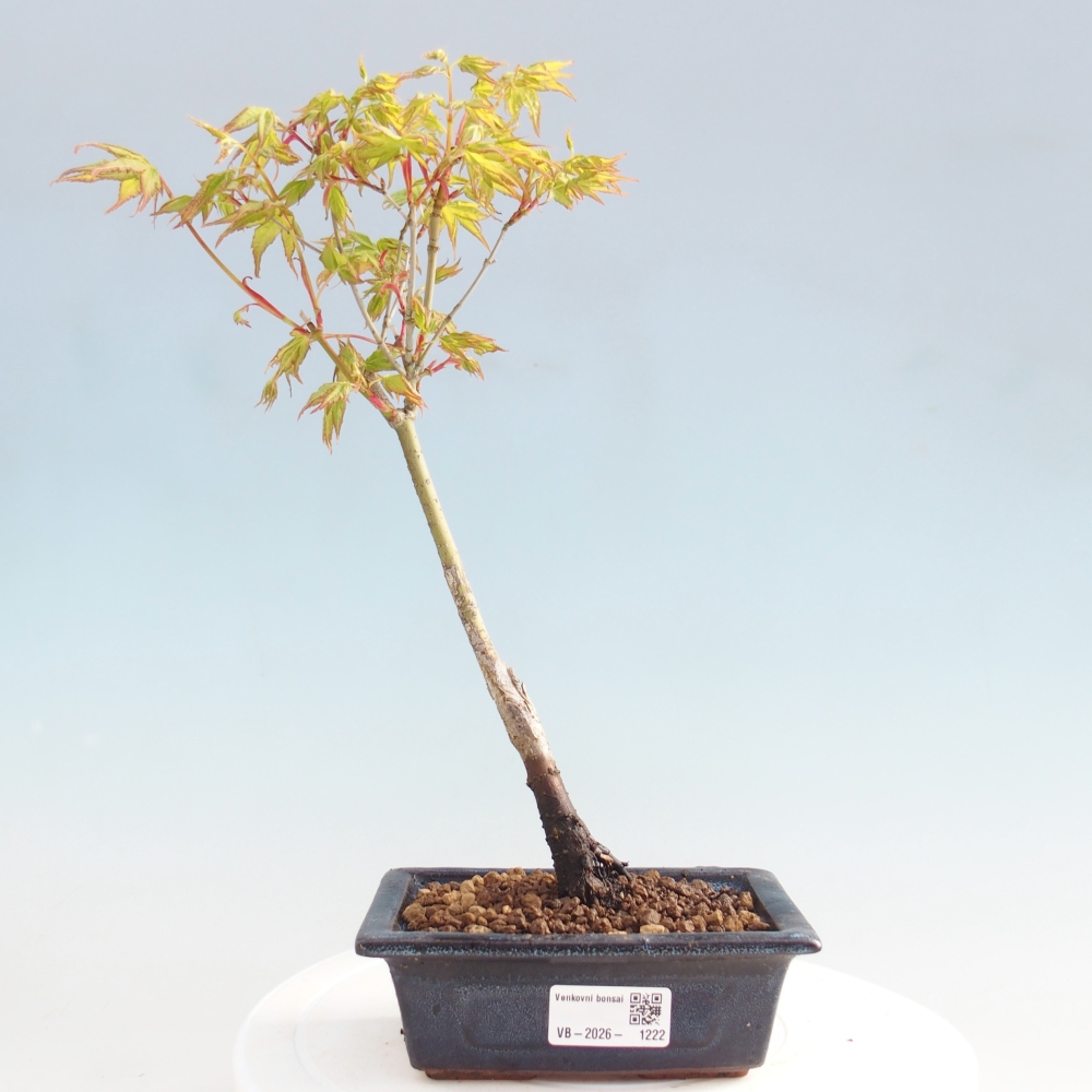 Acer palmatum Aureum - złoty klon