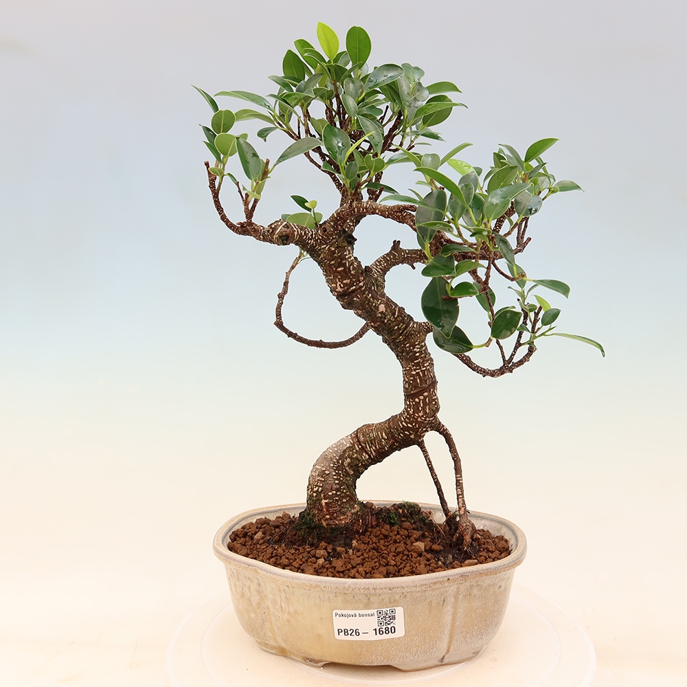 Pokój bonsai - Ficus retusa - figowiec drobnolistny