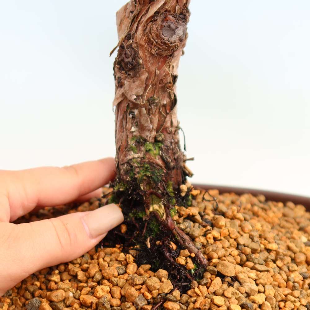 Outdoor bonsai - Juniperus chinensis Kishu