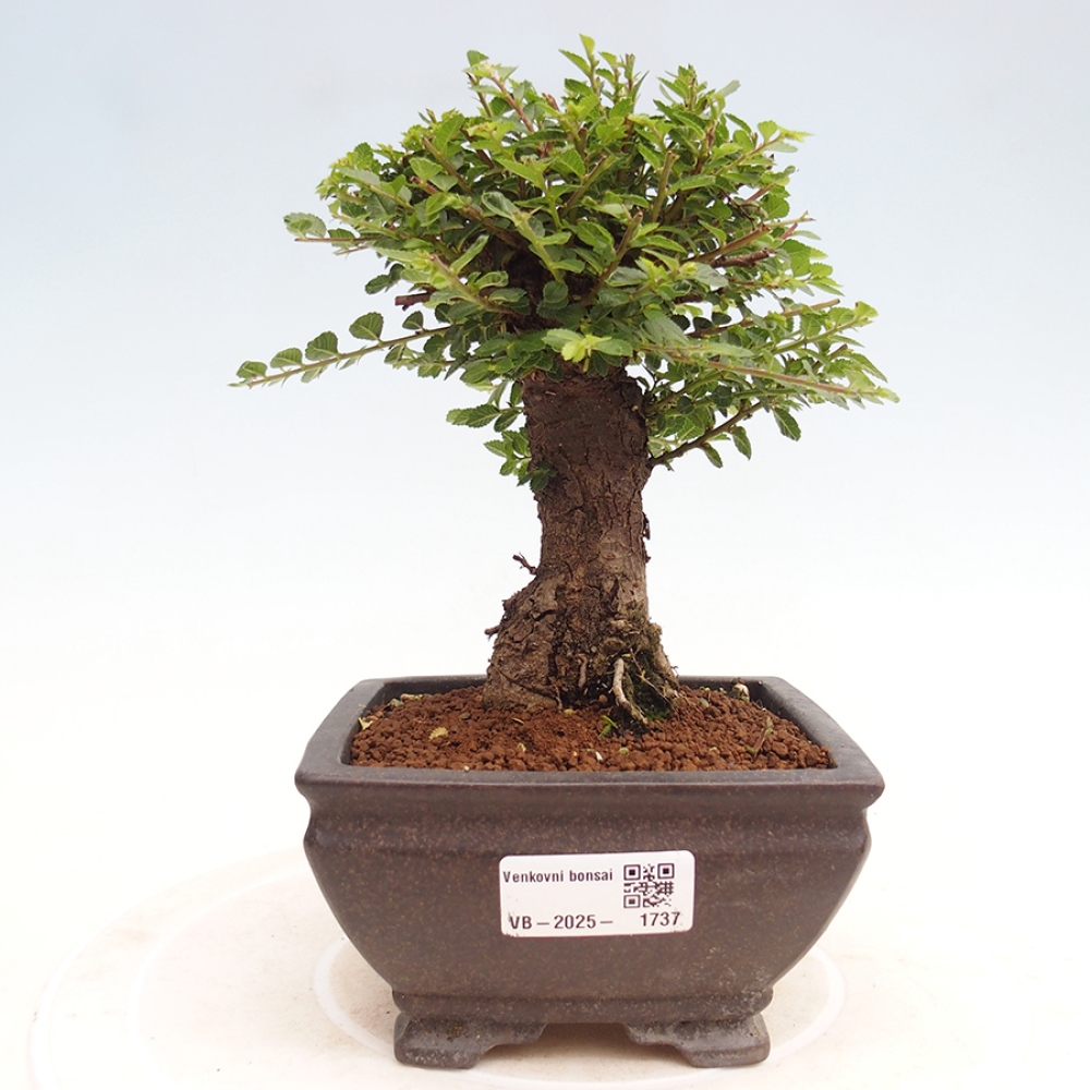 Bonsai zewnętrzne - Ulmus parvifolia Hokkaido - wiąz chiński