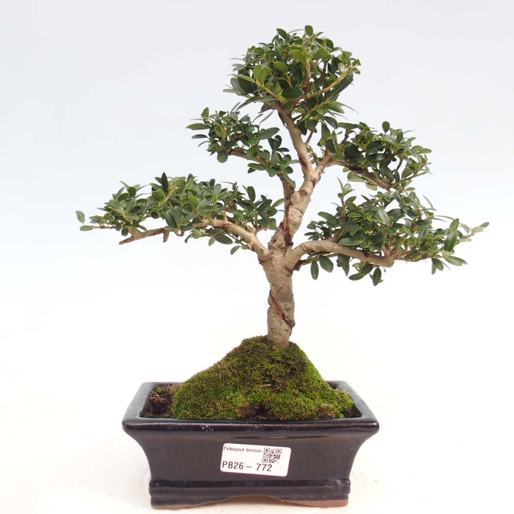 Pokój bonsai - Ilex crenata - Ostrokrzew