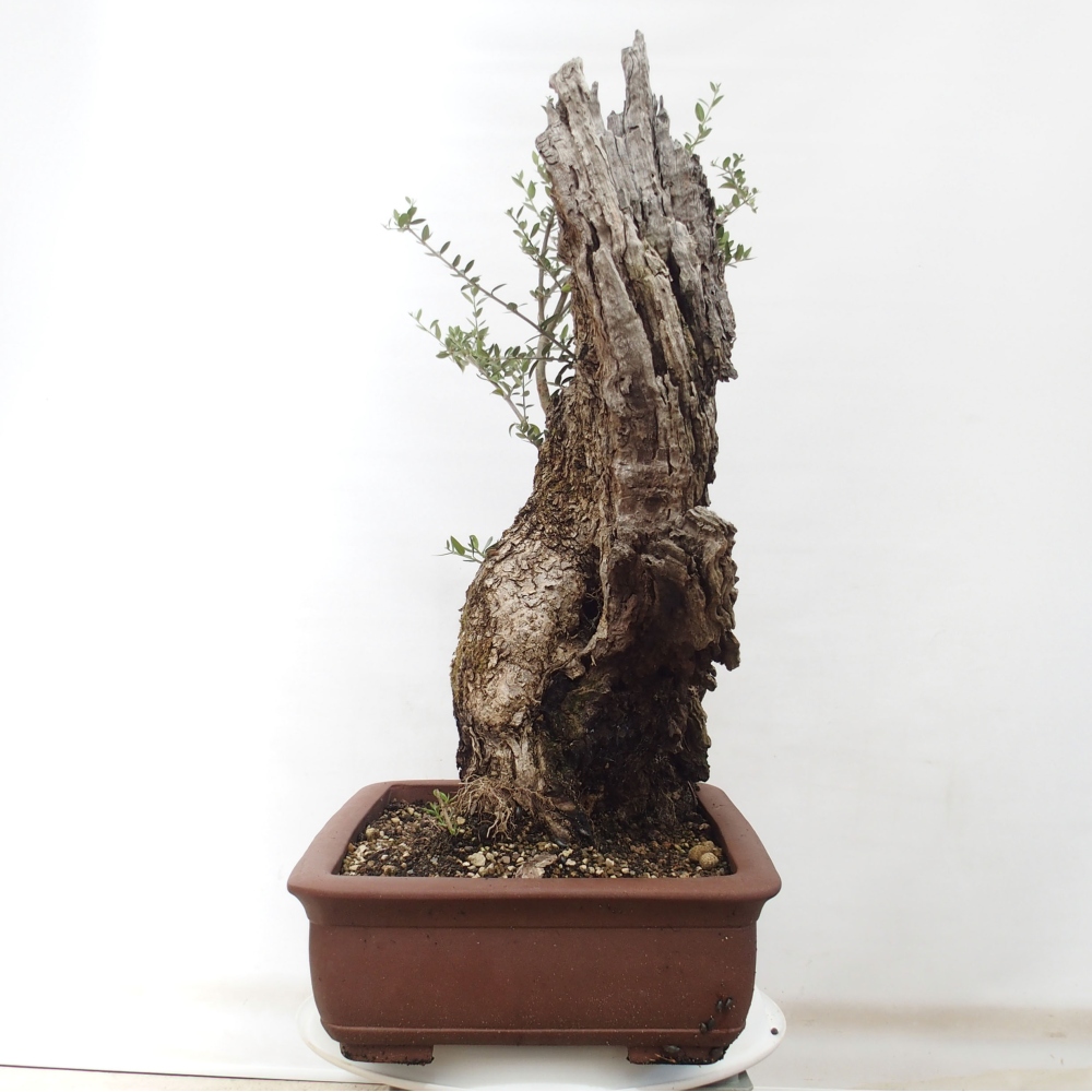 Kryte bonsai - Olea europaea sylvestris - Europejska oliwa z małych liści