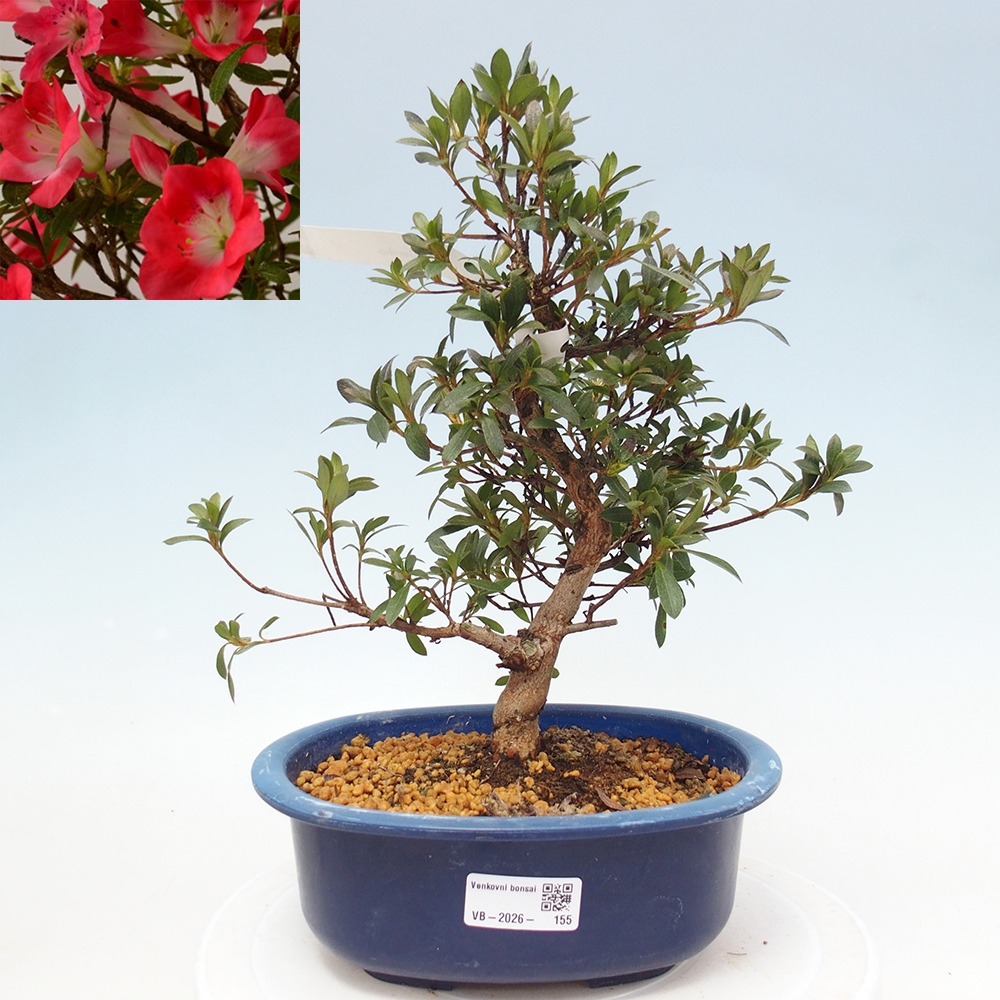 Bonsai zewnętrzne - Azalia japońska - Azalia Beniko