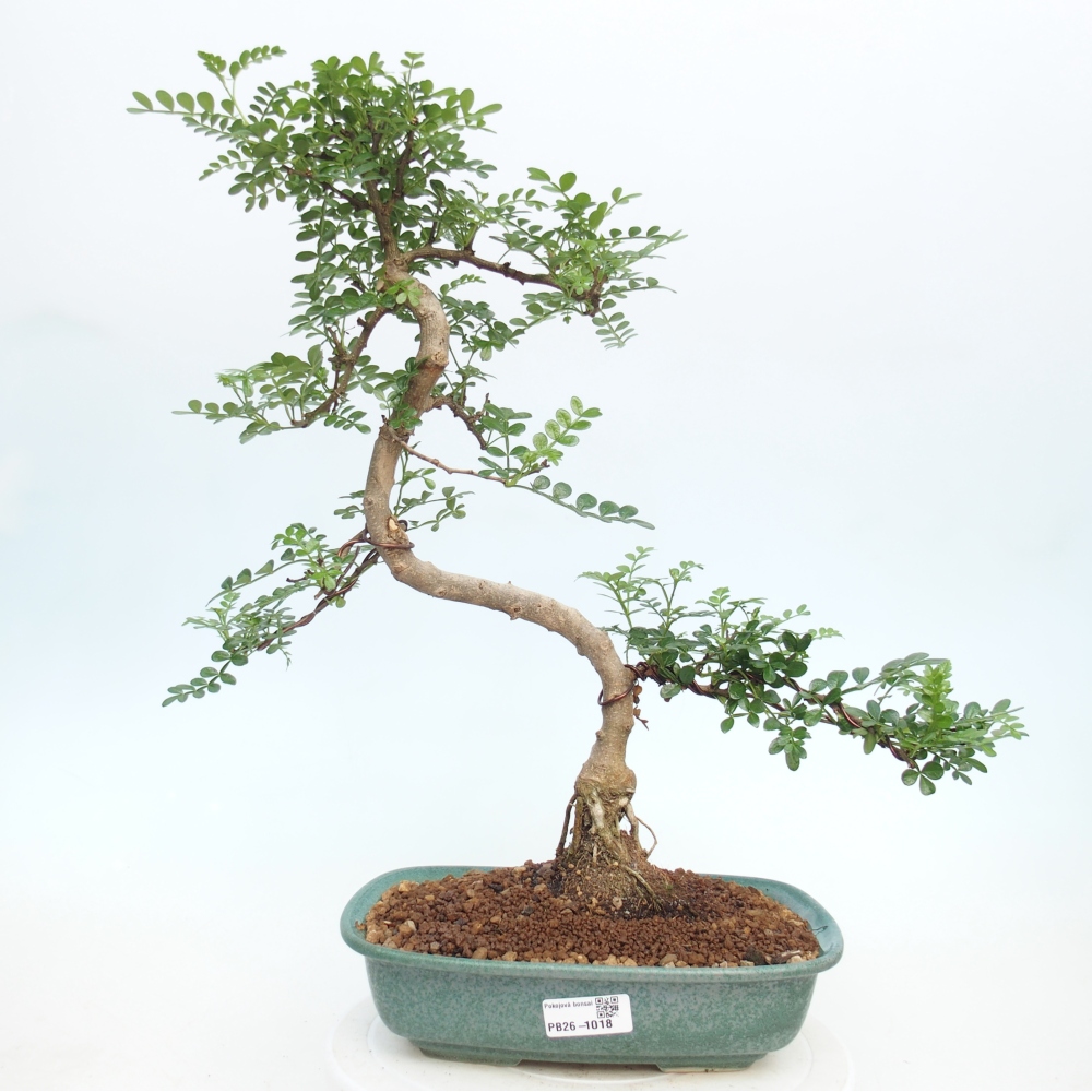 Pokój bonsai - Zantoxylum piperitum - drzewo pieprzowe