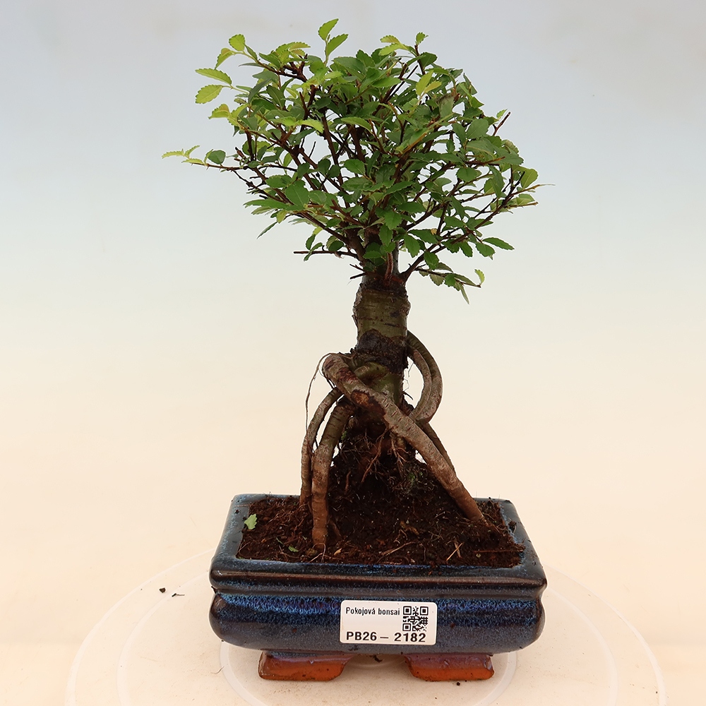 Pokój bonsai - Ulmus parvifolia - Wiąz drobnolistny