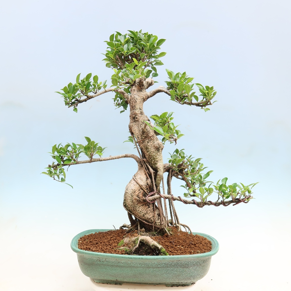 Pokój bonsai - Ficus kimmen - figowiec drobnolistny