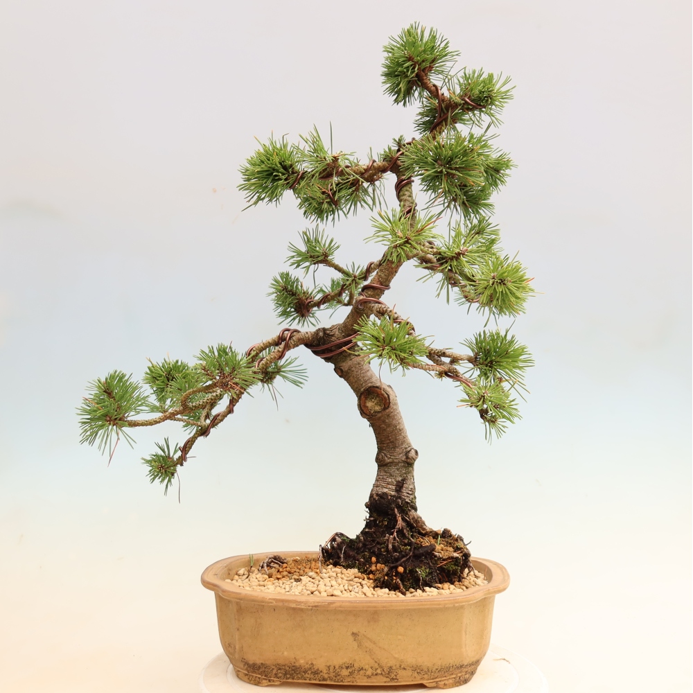 Bonsai ogrodowe – Pinus mugo Humpy – sosna karłowata