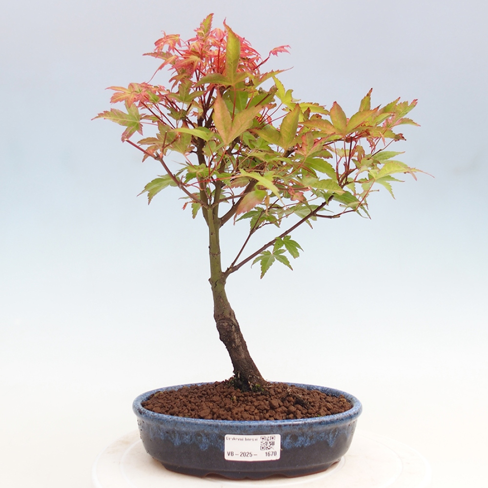 Klon - Acer palmatum Beni Tsukasa