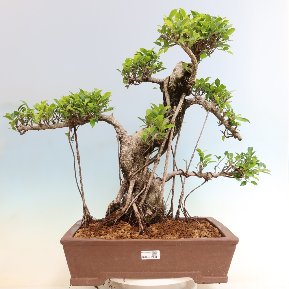 Pokój bonsai - Ficus kimmen - figowiec drobnolistny