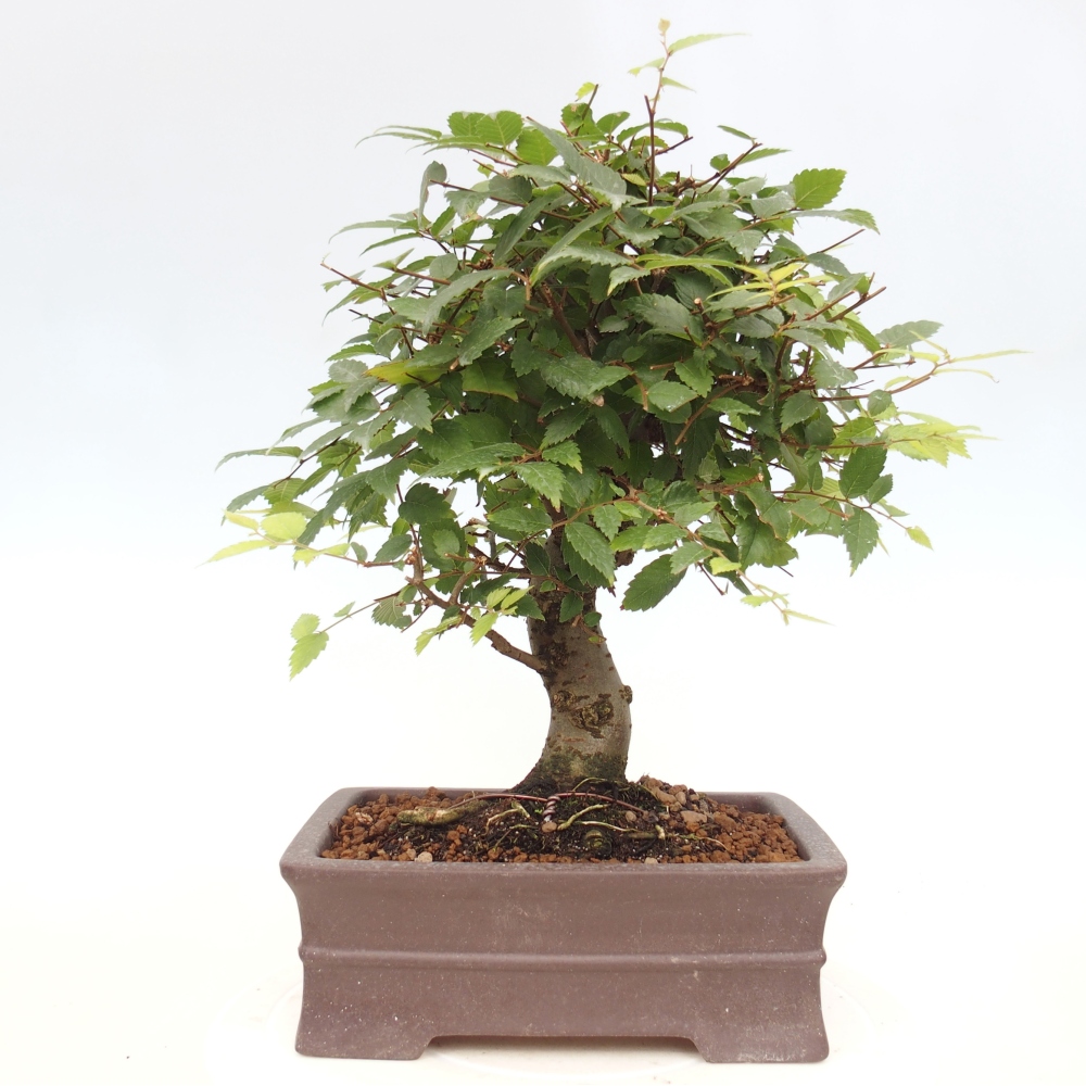 Bonsai na zewnątrz - Zelkova - Zelkova serrata