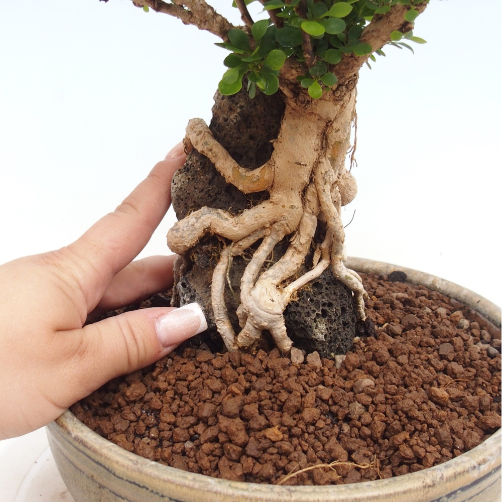 Bonsai zewnętrzne - Berberis coreana