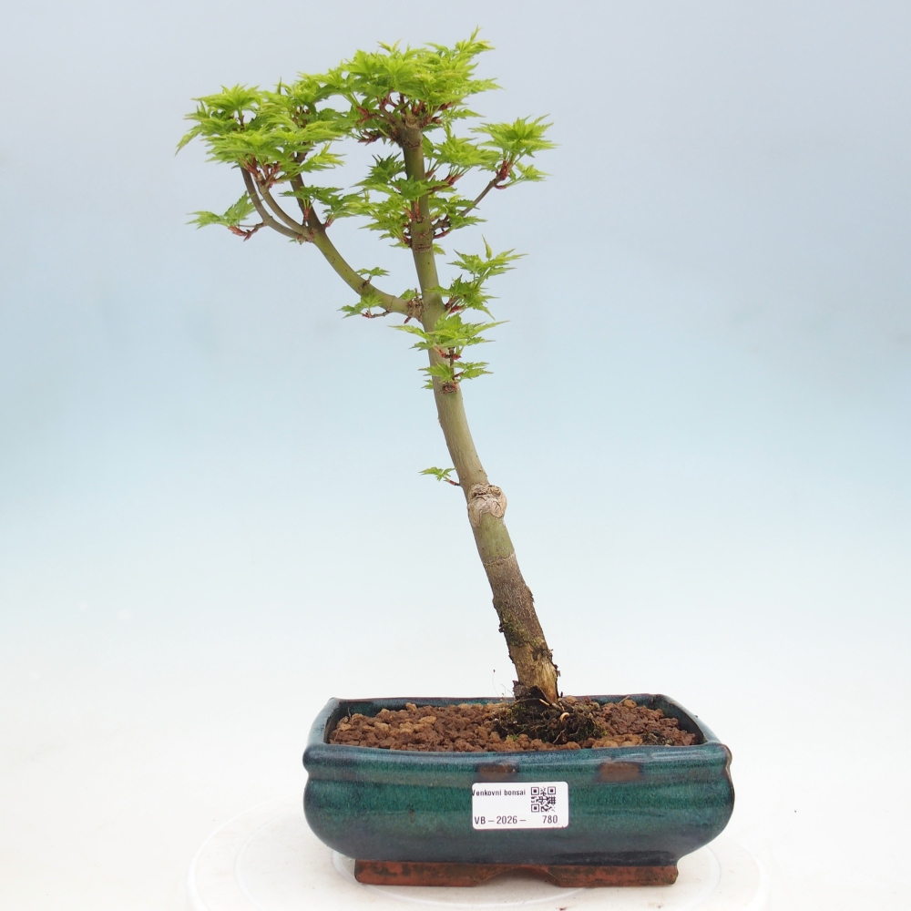 Outdoor bonsai - palma jaworowa Acer palmatum Shishigashira