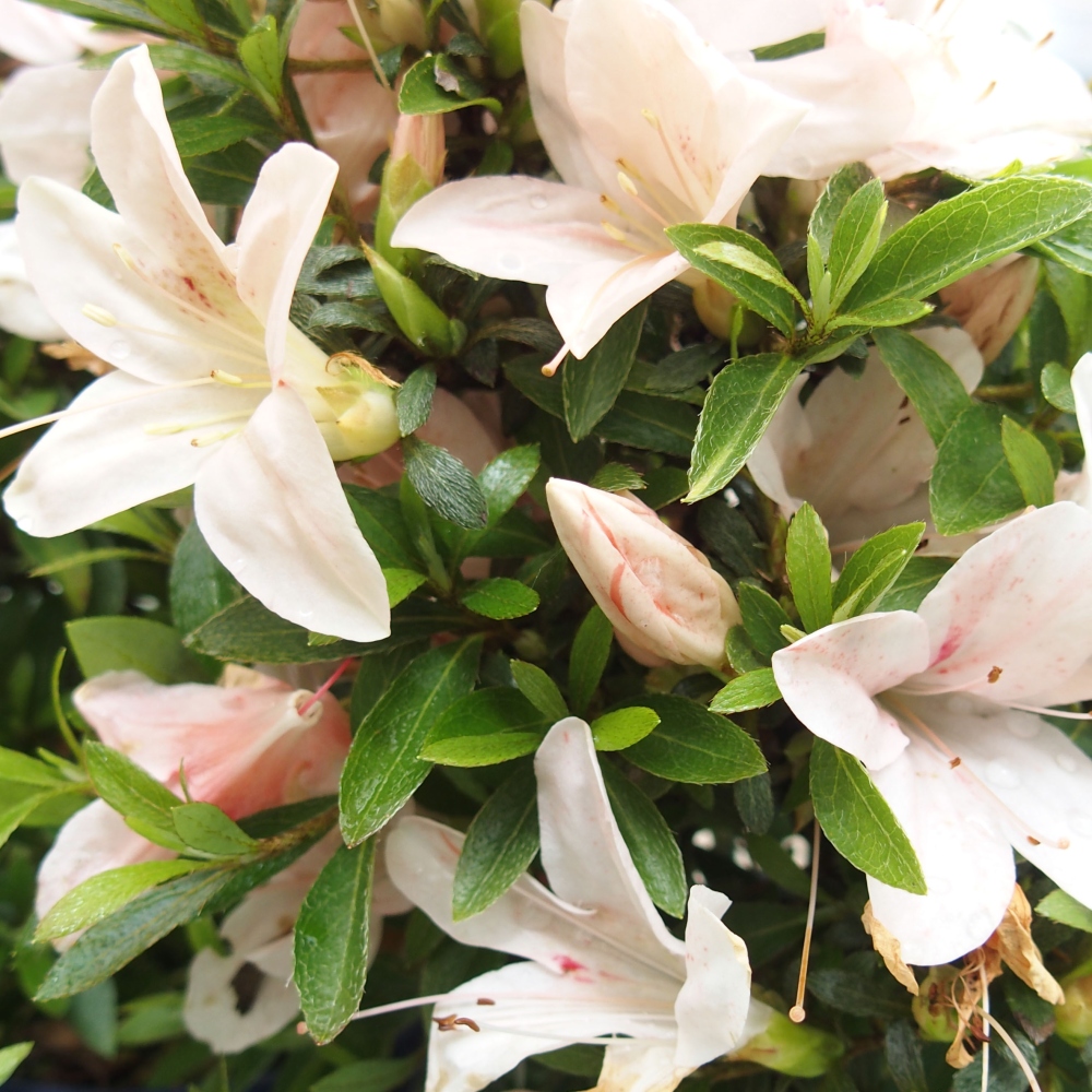 Bonsai ogrodowe - azalia japońska - Azalea Nikko