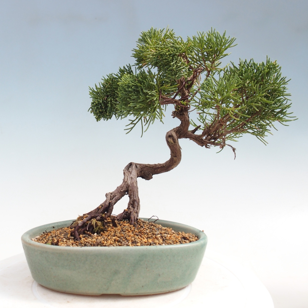 Outdoor bonsai - Juniperus chinensis Kishu