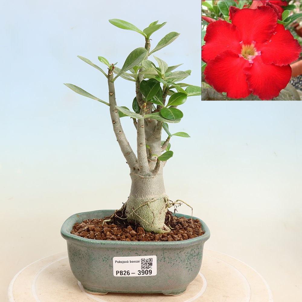Bonsai pokojowe – Adenium obesum Red Star – Róża pustynna