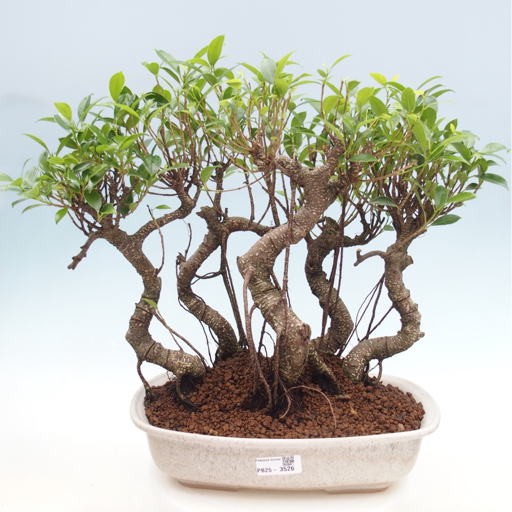 Pokój bonsai - Ficus kimmen - figowiec drobnolistny