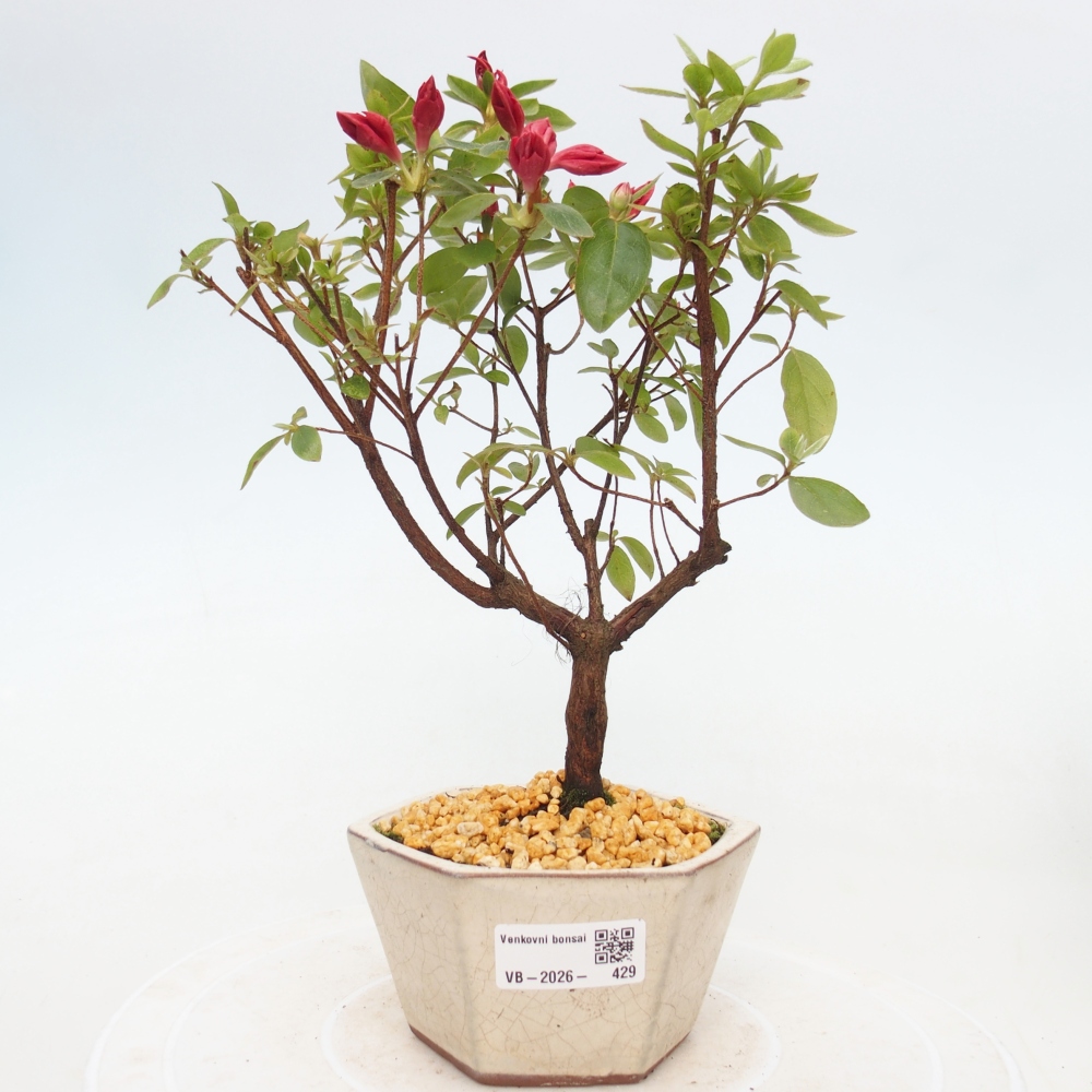 Outdoor bonsai - Azalia japońska - Azalea sp.