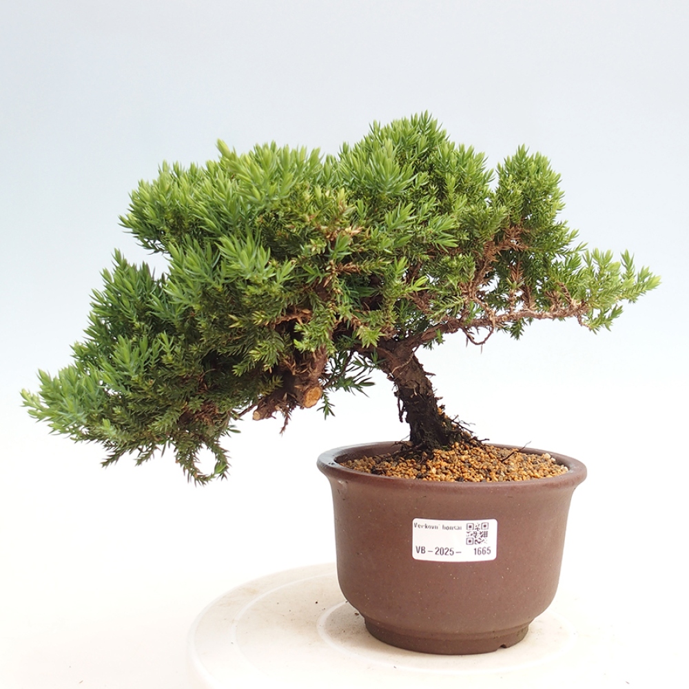 Plenerowe bonsai - Juniperus procumbens - Prostrate Juniper