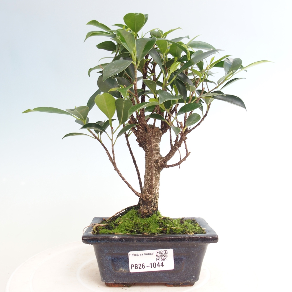 Pokój bonsai Ficus retusa kimmen