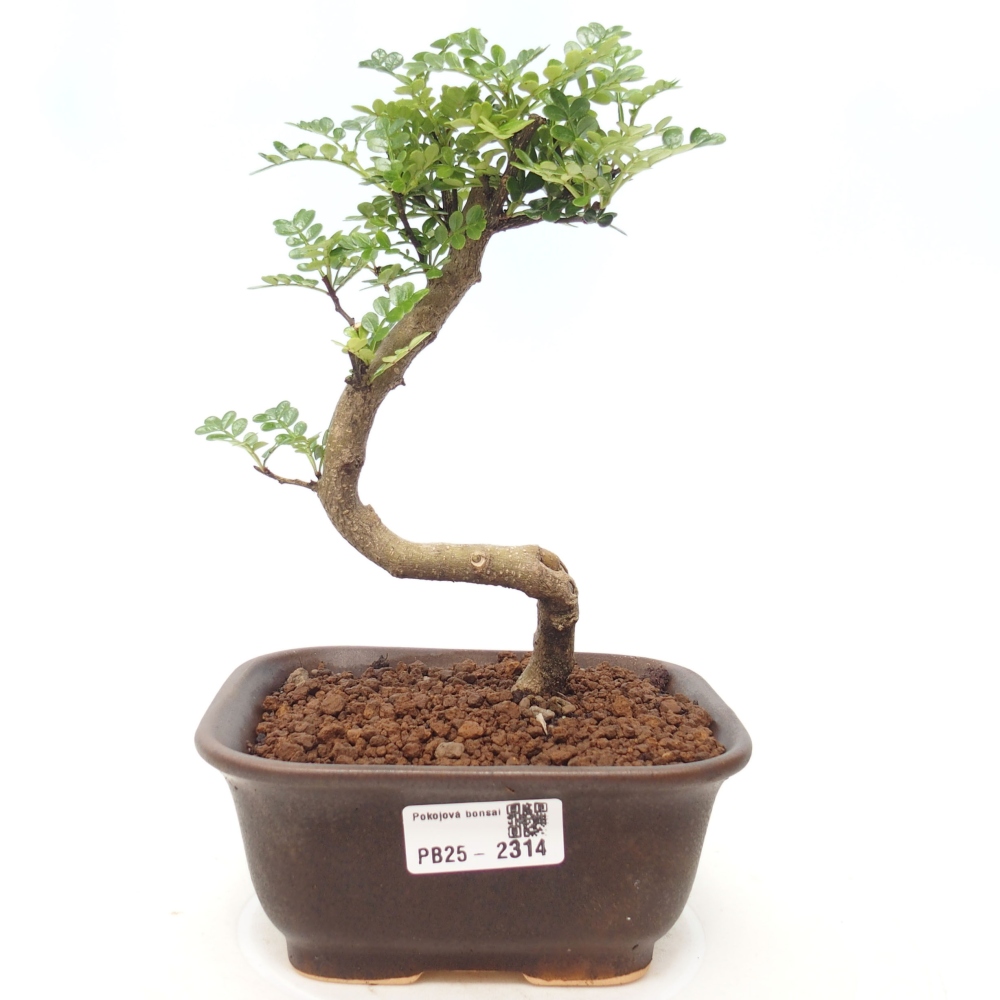 Bonsai do wnętrz - Zantoxylum piperitum - Mięta pieprzowa