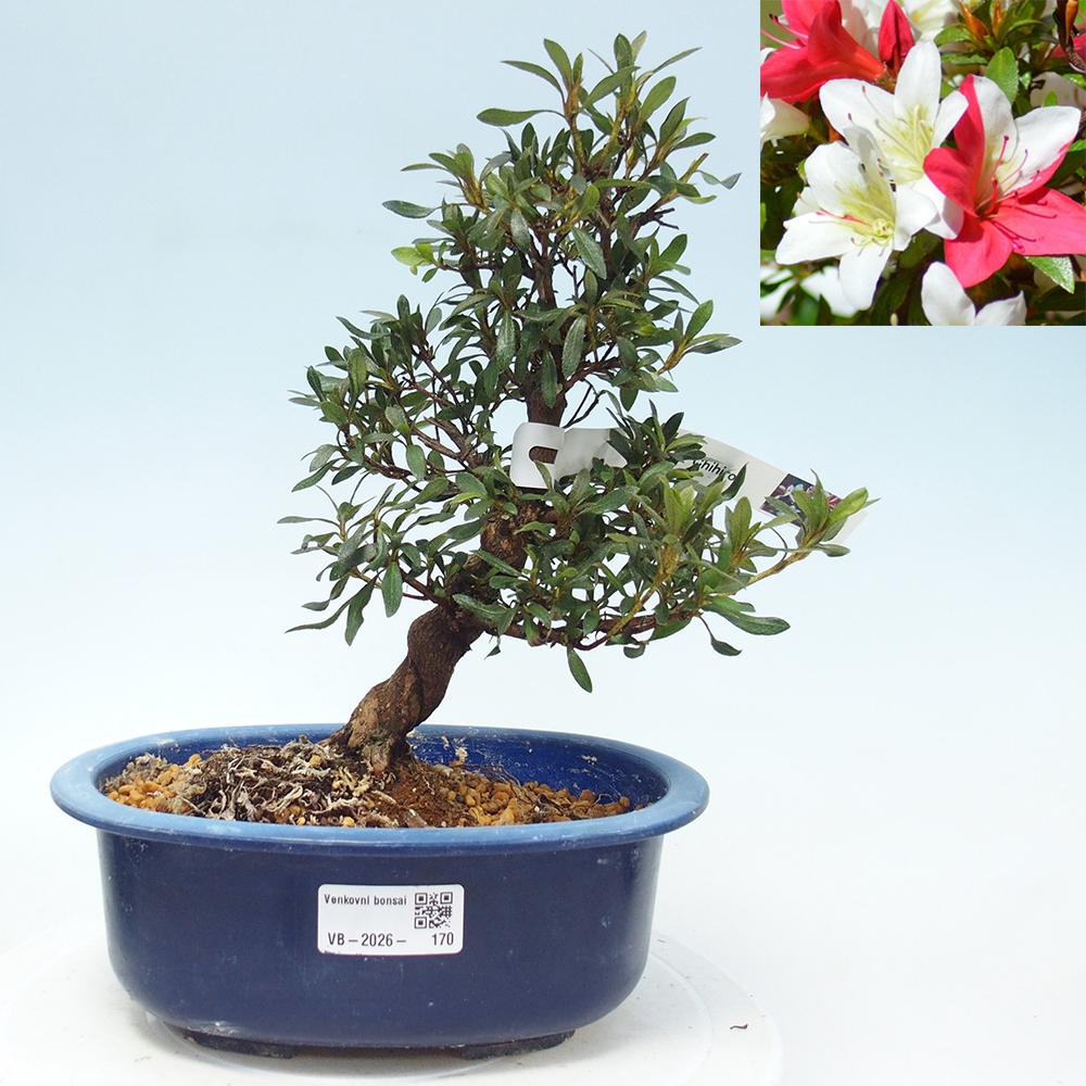 Bonsai zewnętrzne - Azalia japońska - Azalia CHIHIRO