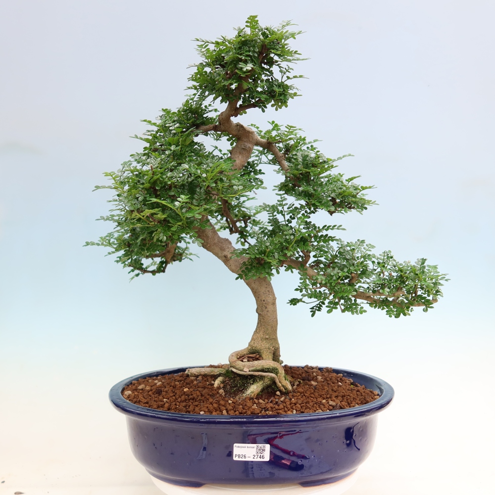 Pokój bonsai - Zantoxylum piperitum - drzewo pieprzowe