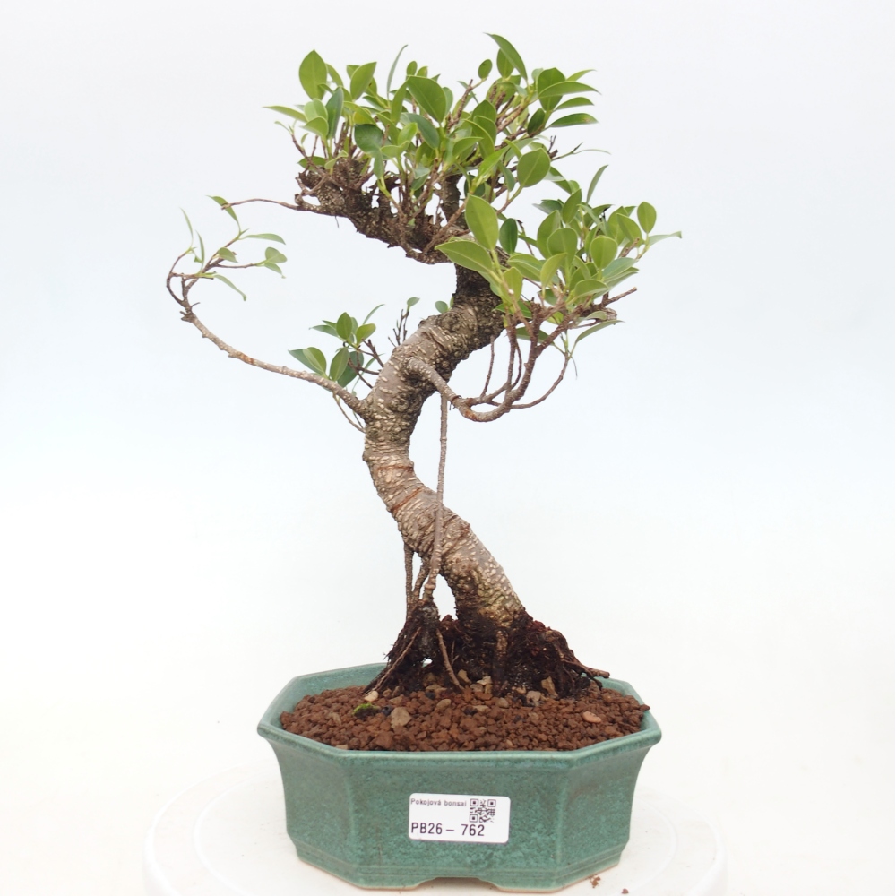 Pokój bonsai - Ficus retusa - figowiec drobnolistny