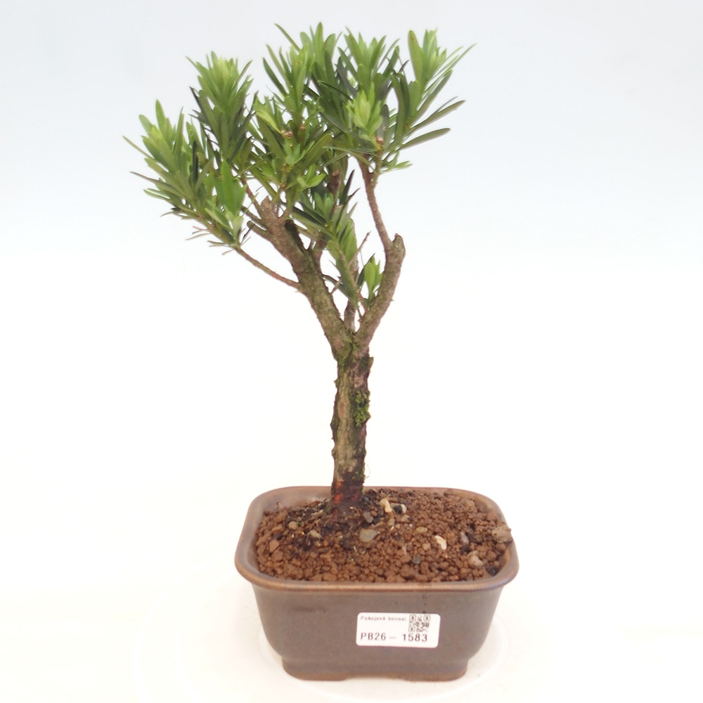 Pokój bonsai - Podocarpus - Kamienny cis