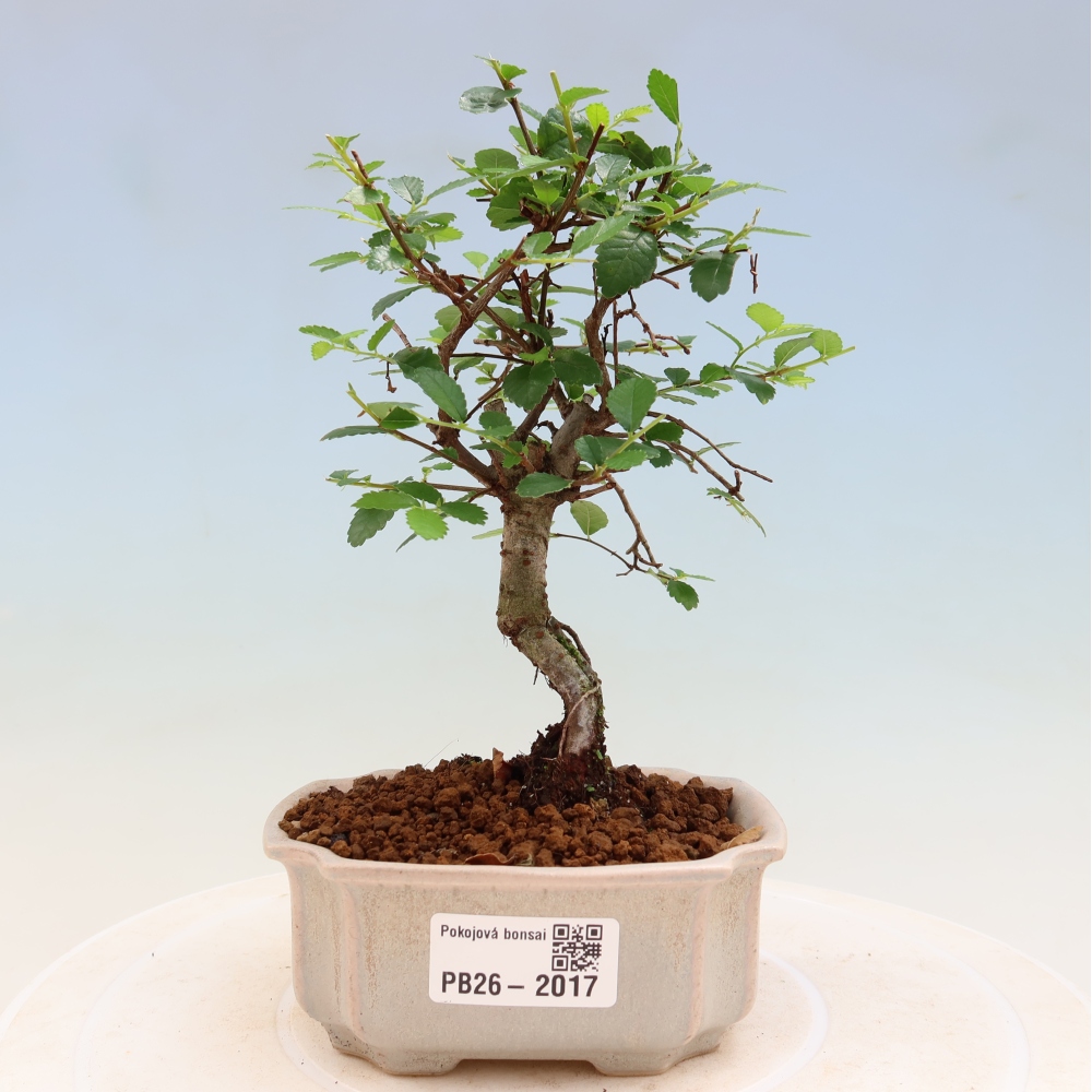Pokój bonsai - Ulmus parvifolia - Wiąz drobnolistny