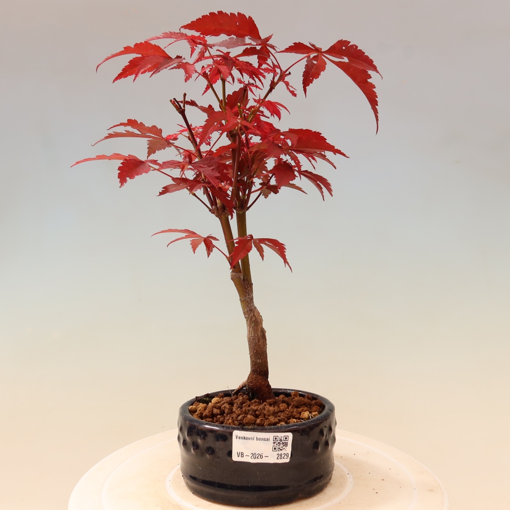 Bonsai na zewnątrz - Palma Acer. Atropurpureum-Javor palmate