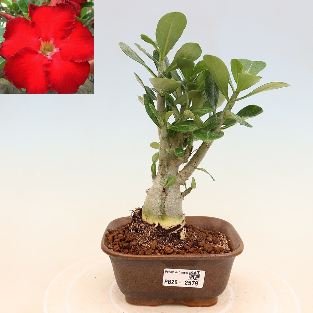 Bonsai pokojowe – Adenium obesum Red Star – Róża pustynna