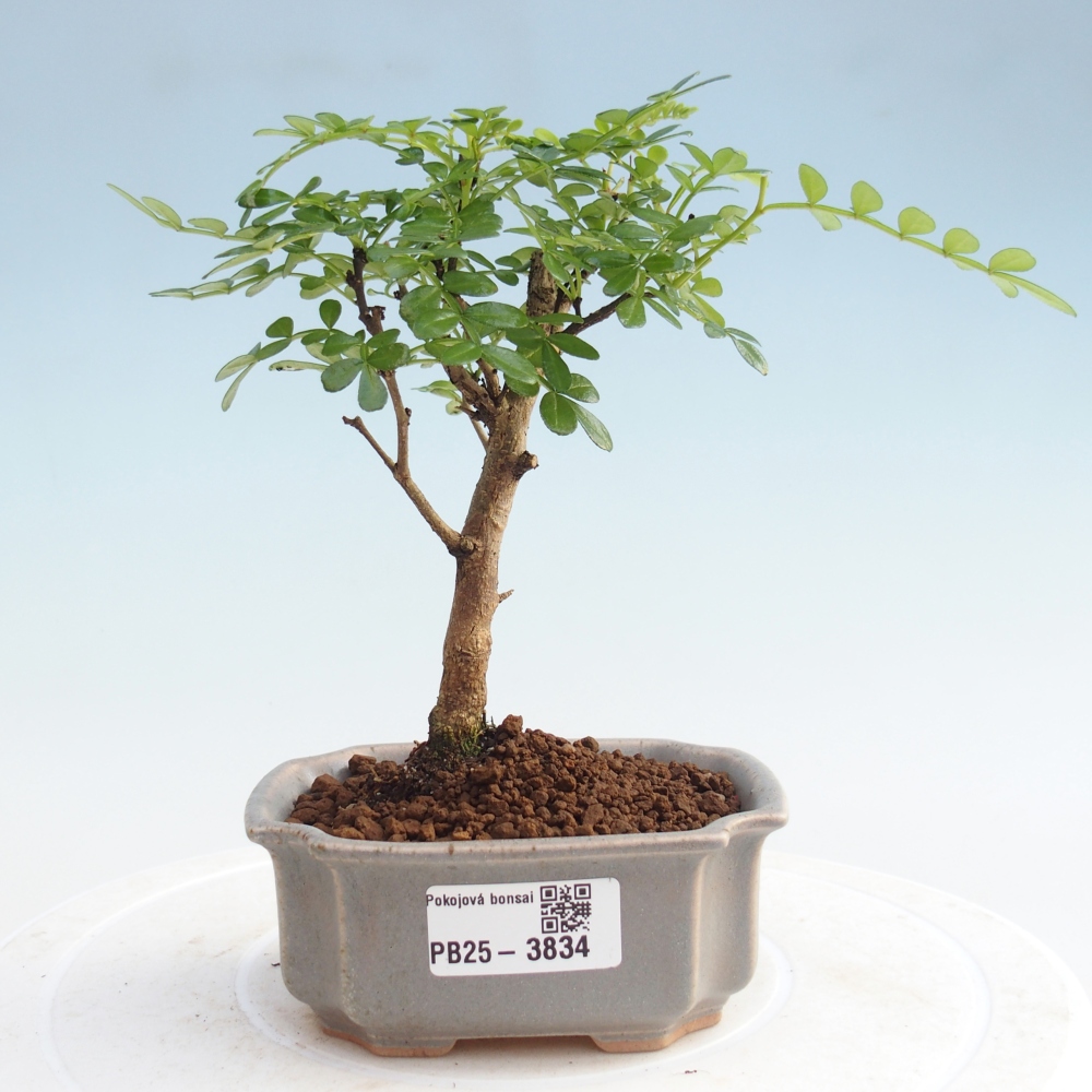 Pokój bonsai - Zantoxylum piperitum - Drzewo pieprzowe PB220935