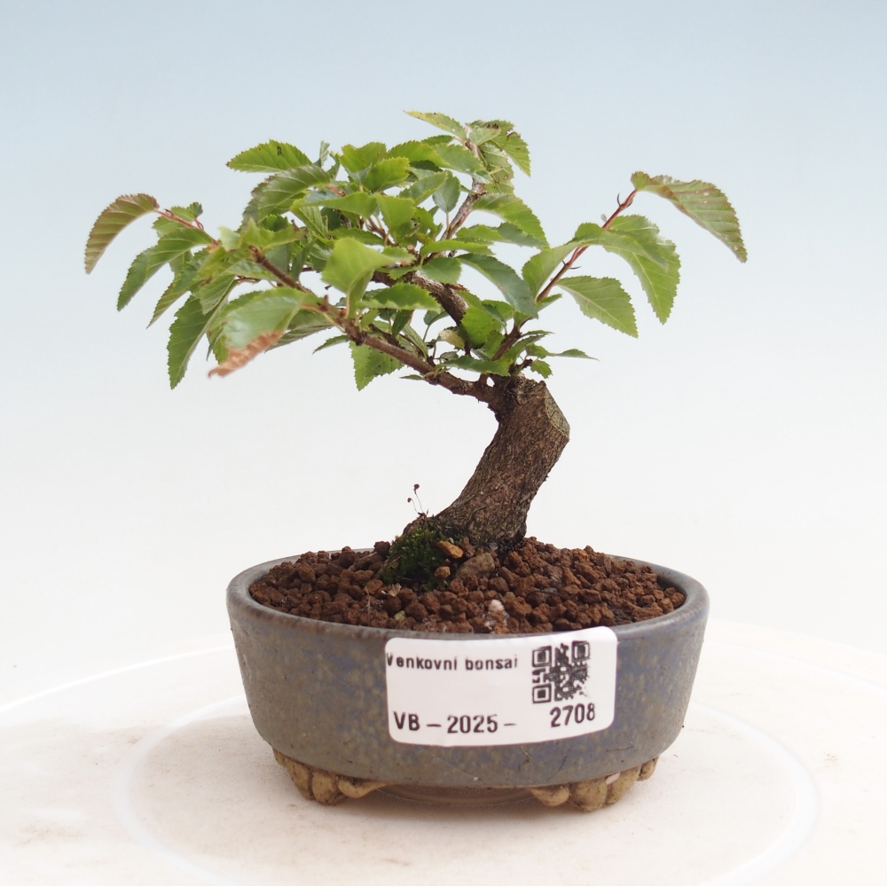 Na zewnątrz bonsai-Karpiny KARPINOWE - Koreański Grab