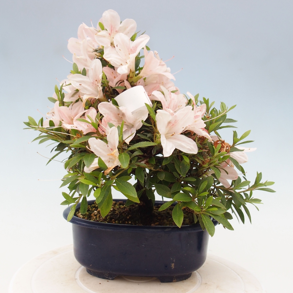Bonsai ogrodowe - azalia japońska - Azalea Nikko