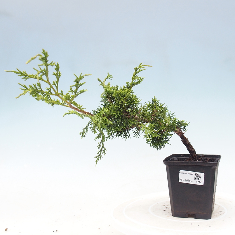 Outdoor bonsai - Juniperus chinensis Itoigawa
