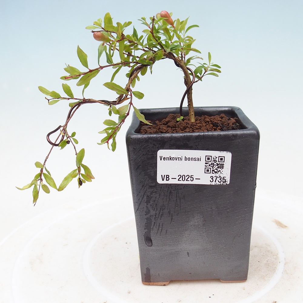 Pokój bonsai-Punica granatum nana-Granat
