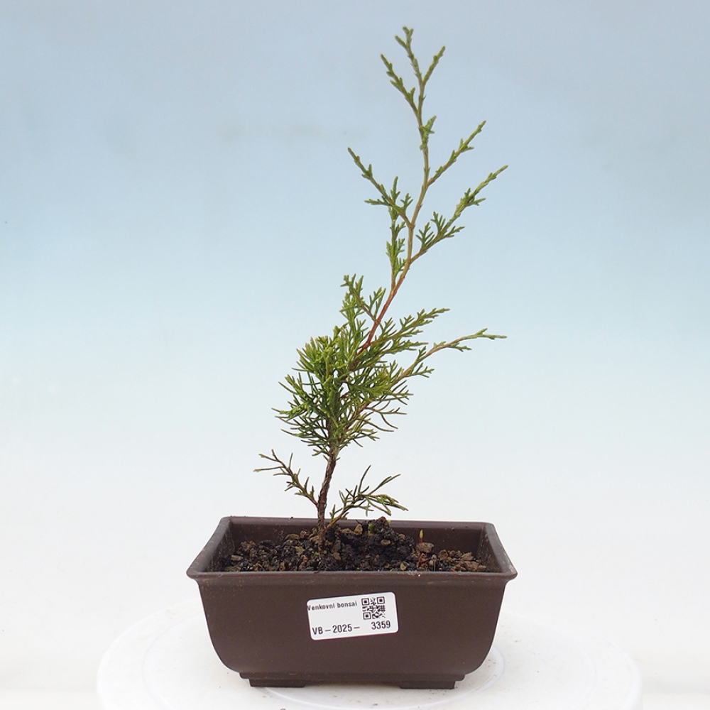 Outdoor bonsai - Juniperus chinensis Itoigawa - Jałowiec chiński