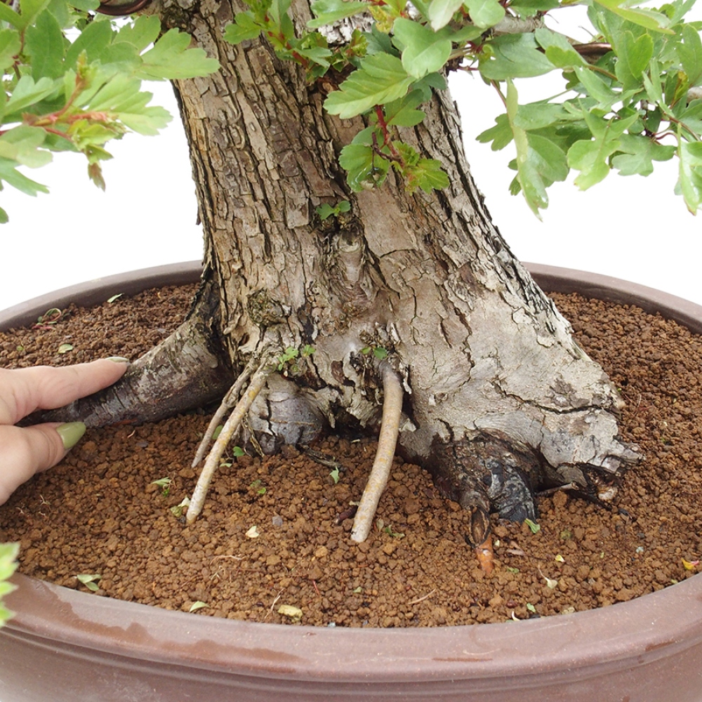 Bonsai zewnętrzne - Głóg - Crataegus monogyna