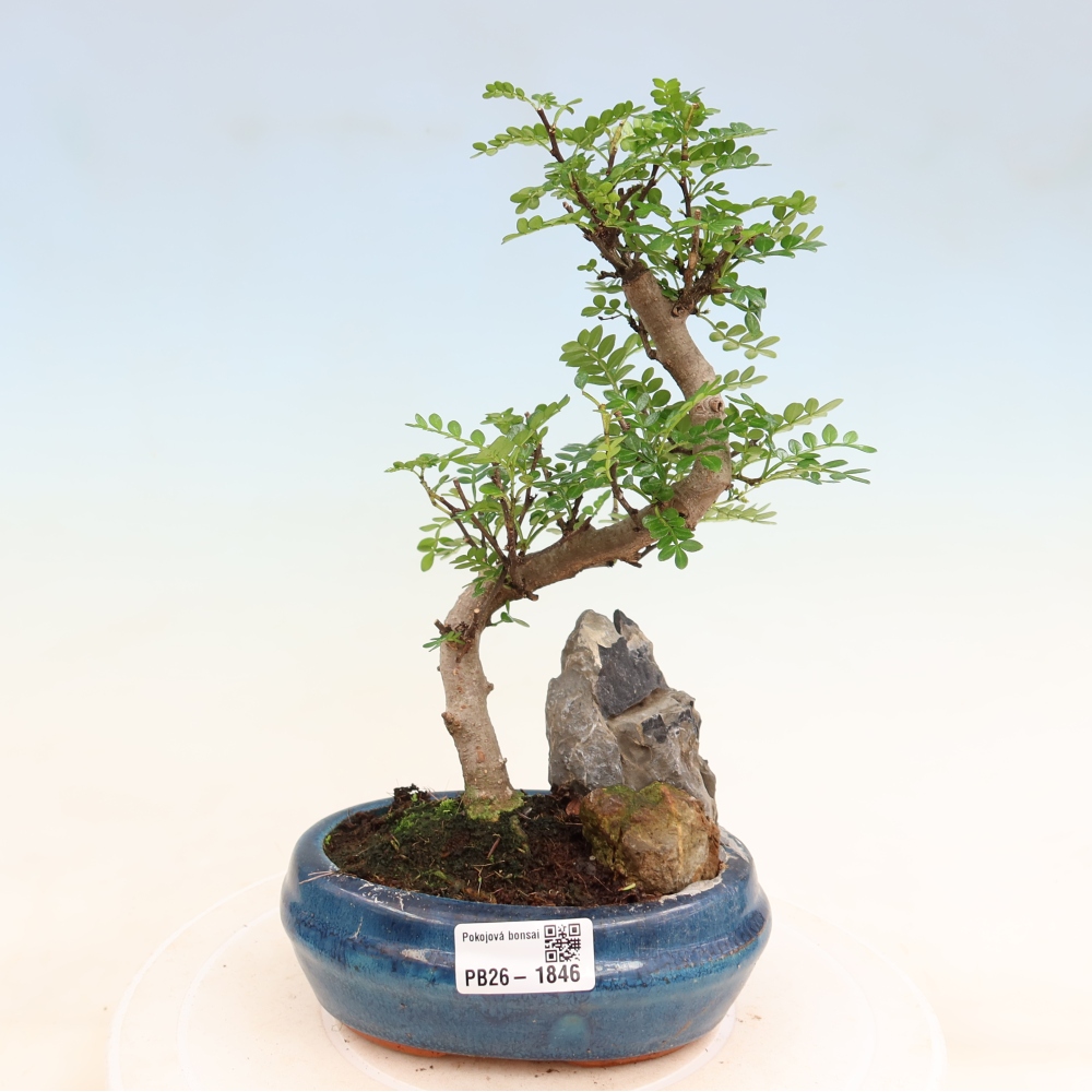 Pokój bonsai - Zantoxylum piperitum - drzewo pieprzowe