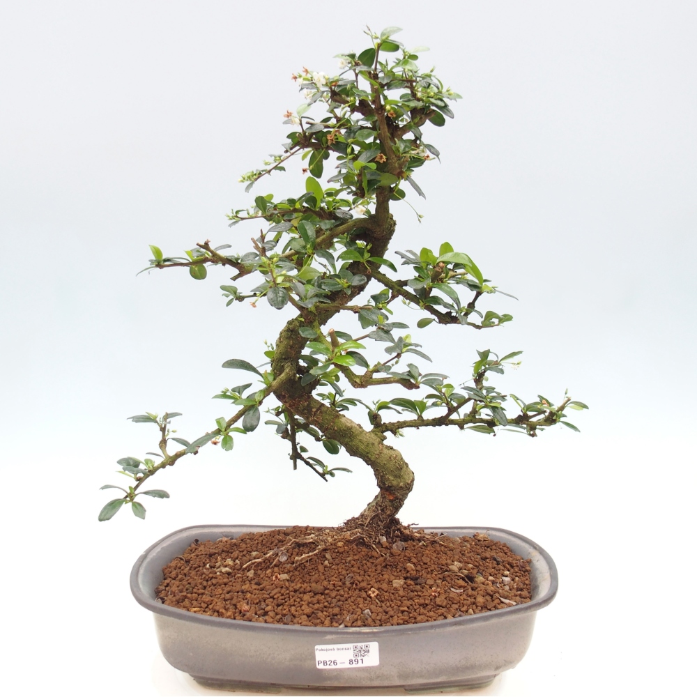 Bonsai pokojowe - Carmona macrophylla - Tea fuki