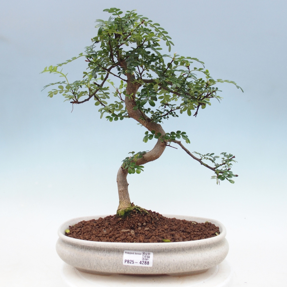 Pokój bonsai - Zantoxylum piperitum - drzewo pieprzowe