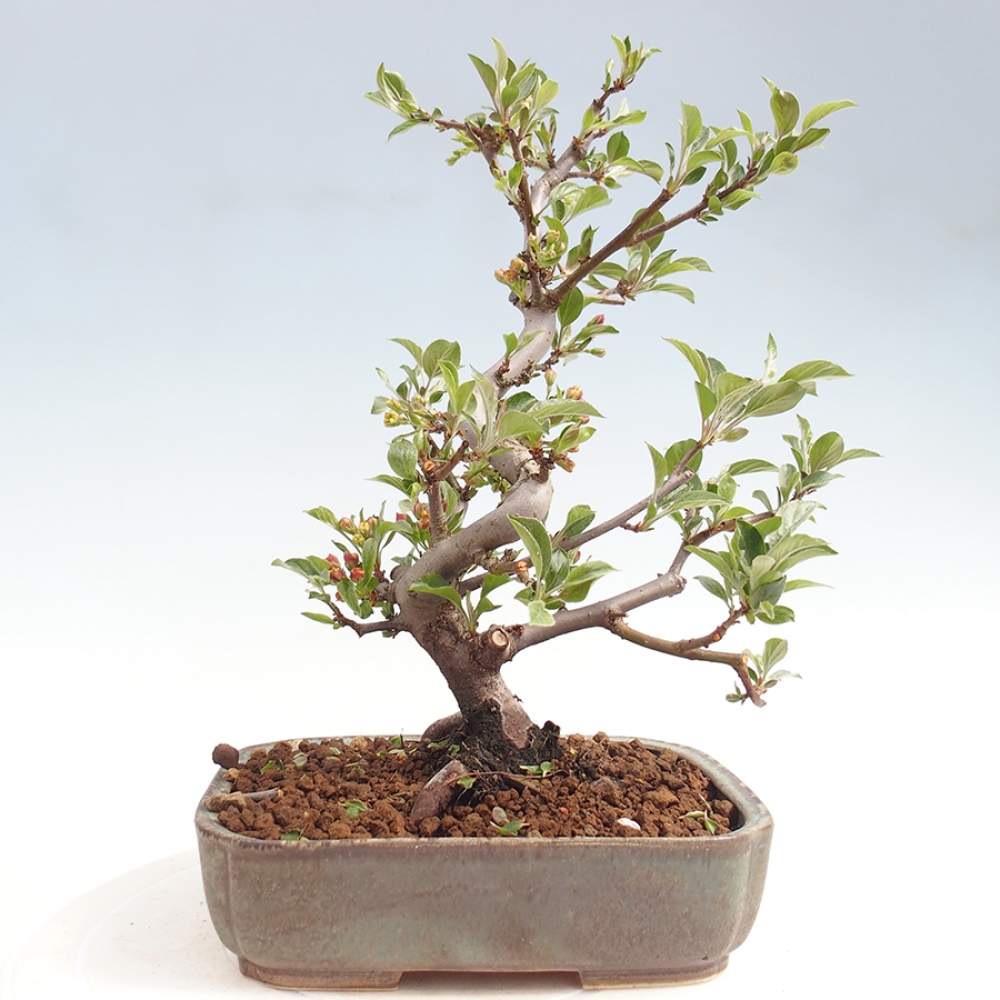 Outdoor bonsai - Malus sargentii - Jabłoń drobnoowocowa