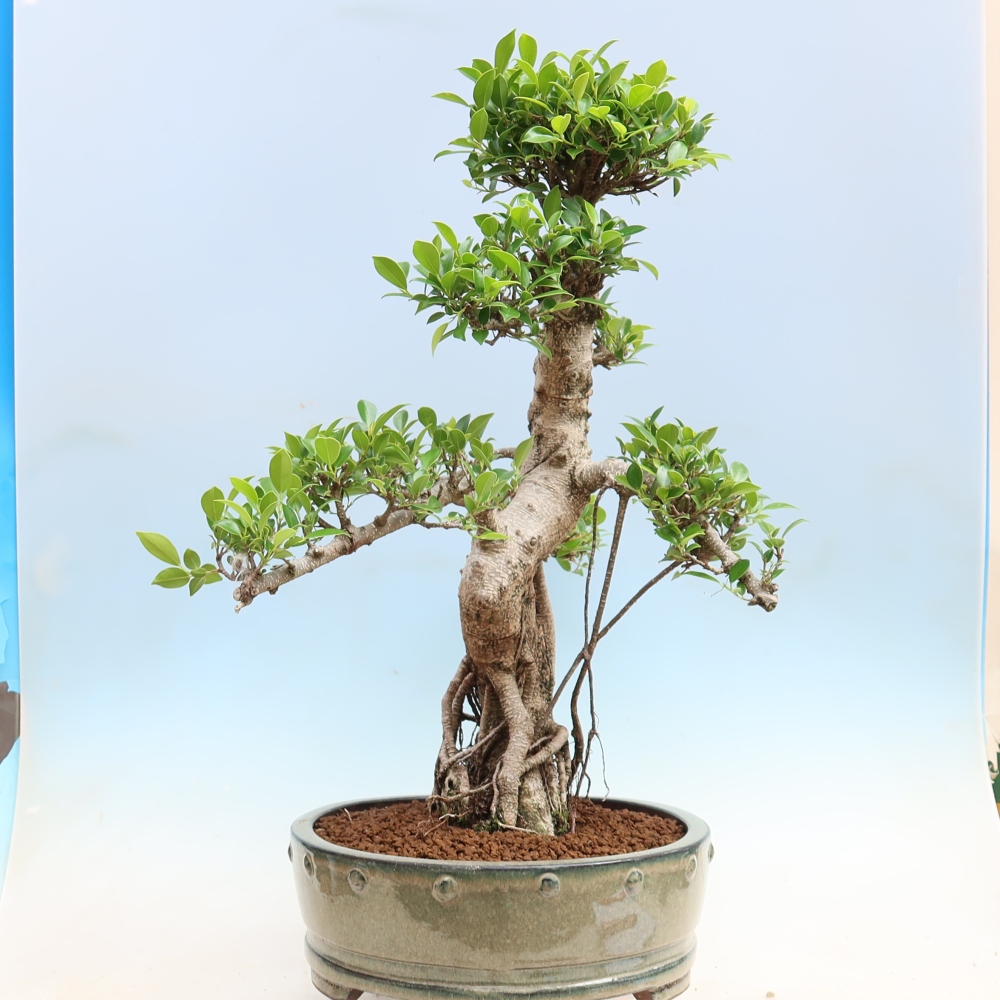 Pokój bonsai - Ficus kimmen - figowiec drobnolistny