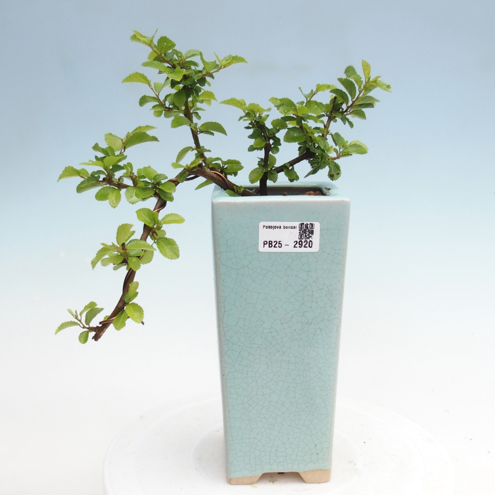 Kryty bonsai - Grewia occidentalis - Lawendowa gwiazda