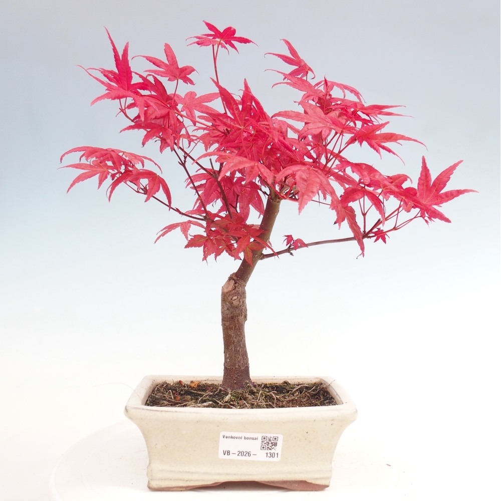 Outdoor bonsai - Acer palmatum DESHOJO