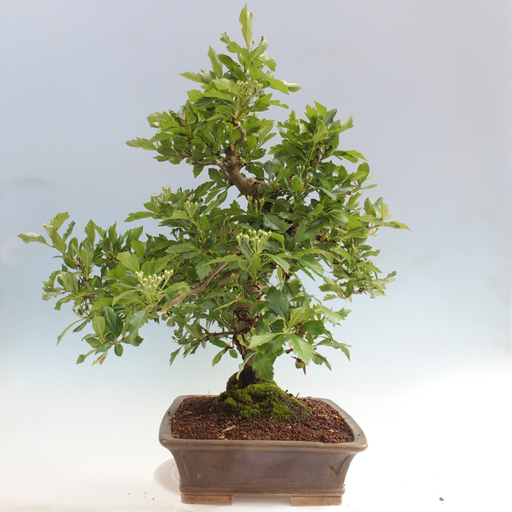 Outdoor bonsai - głóg - Crataegus cuneata