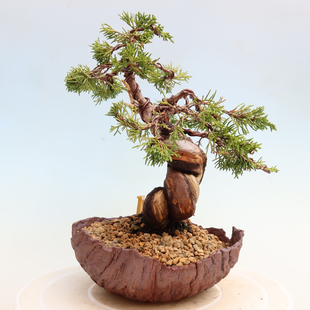 Bonsai ogrodowe – Juniperus chinensis Itoigawa – jałowiec chiński