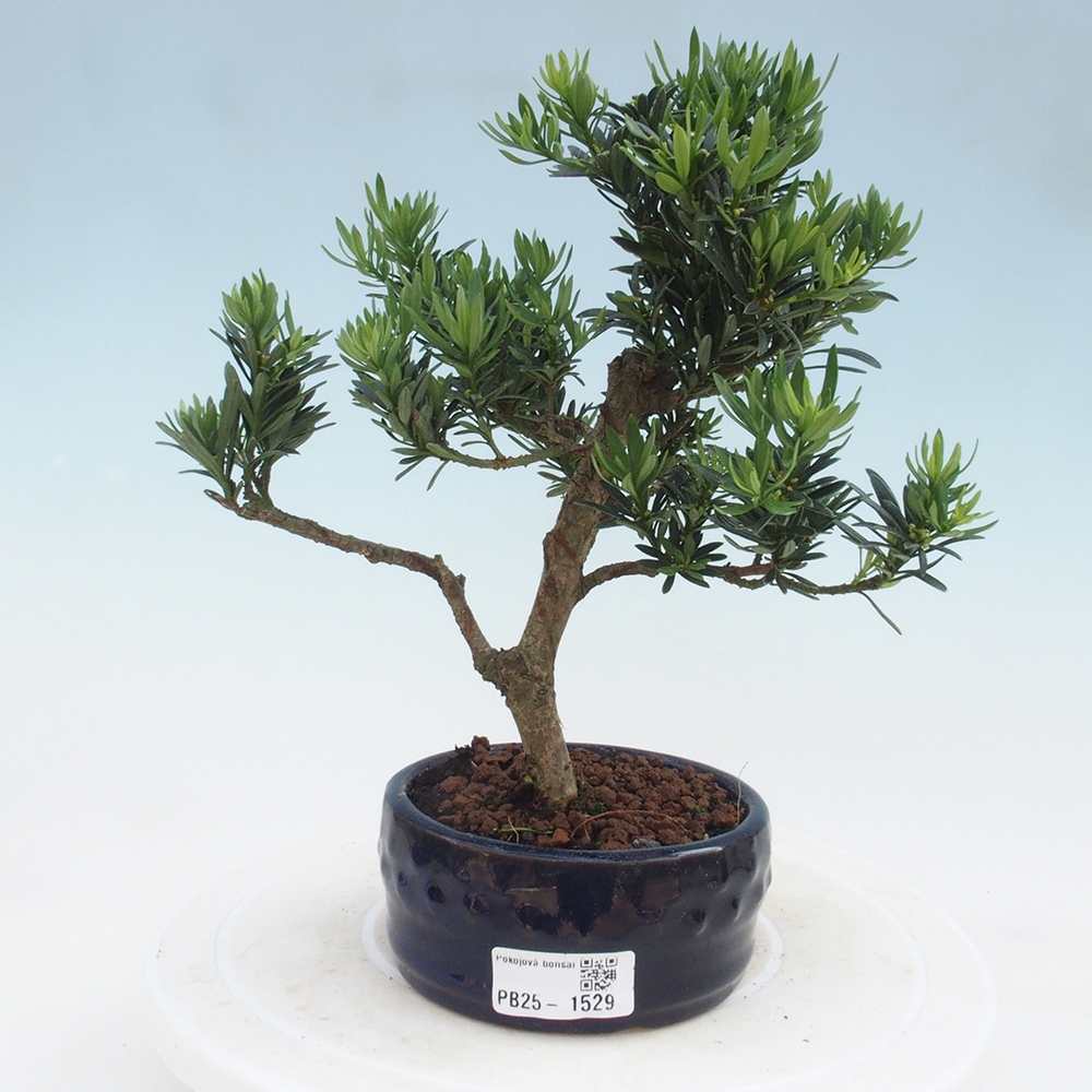 Kryty bonsai - Podocarpus - Kamień tys