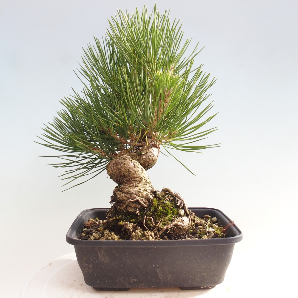 Outdoor bonsai - Pinus thunbergii - sosna Thunberga